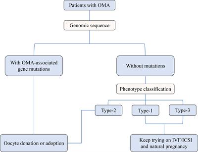 Oocyte phenotype, genetic diagnosis, and clinical outcome in case of patients with oocyte maturation arrest